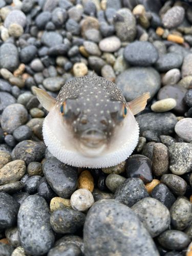 クサフグの釣果