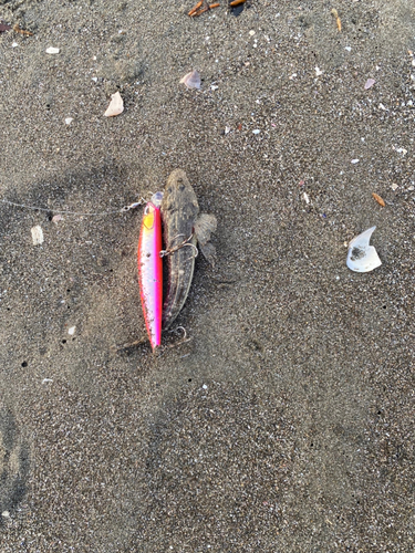 マゴチの釣果