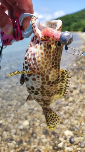 カンモンハタの釣果