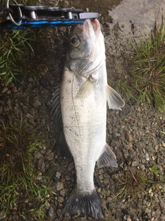 ヒラスズキの釣果