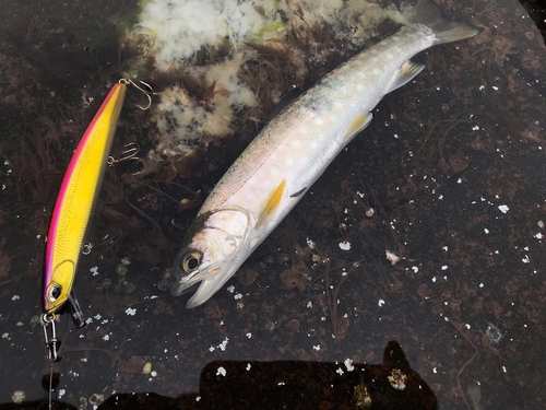 アメマスの釣果