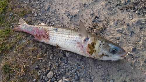 ボラの釣果