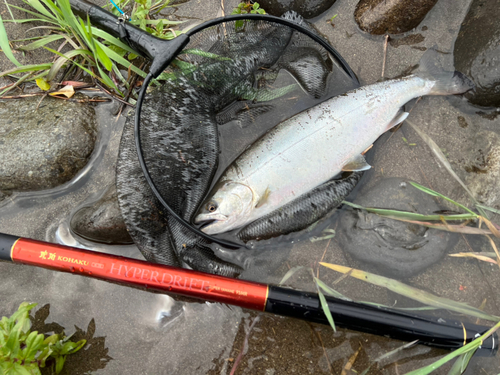 ヤマメの釣果