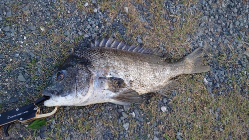 チヌの釣果