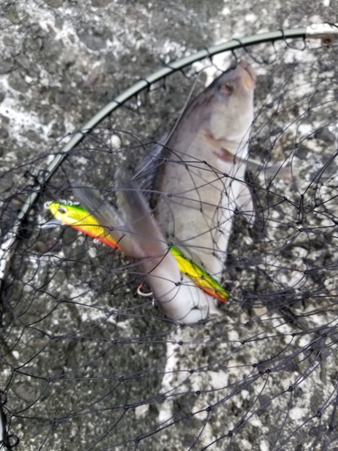 ホッケの釣果