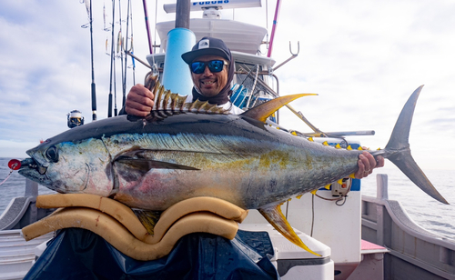 キハダマグロの釣果