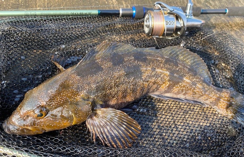 アイナメの釣果