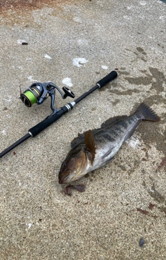 アイナメの釣果