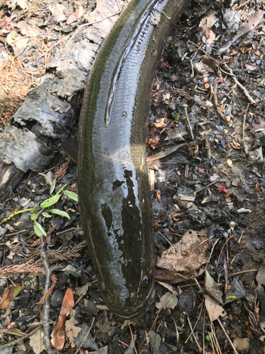 ライギョの釣果