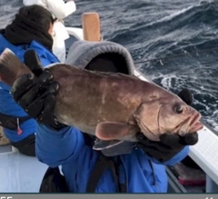 ハタの釣果