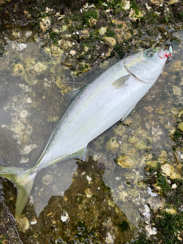 ハマチの釣果