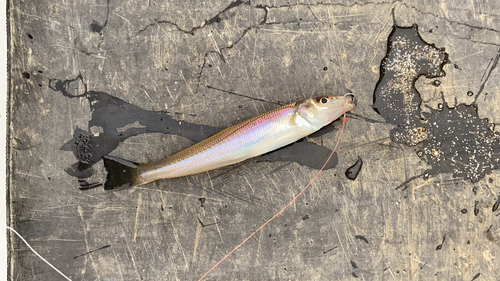 シロギスの釣果