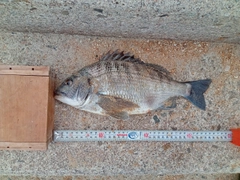 クロダイの釣果