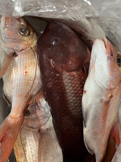 タイの釣果