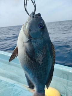 グレの釣果