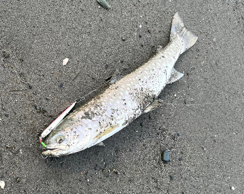 アメマスの釣果