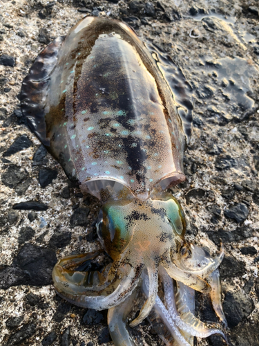 アオリイカの釣果