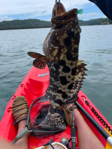 マダラハタの釣果