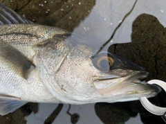 スズキの釣果