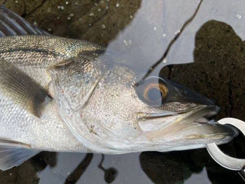 スズキの釣果