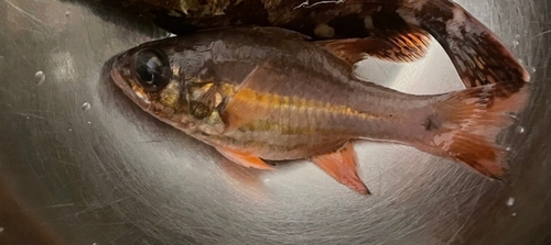 ネンブツダイの釣果