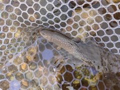 イワナの釣果