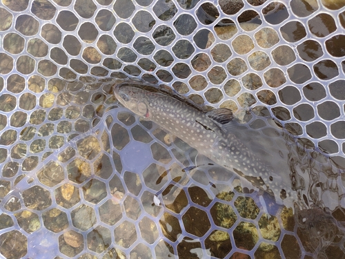 イワナの釣果