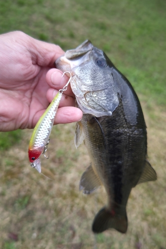 ラージマウスバスの釣果