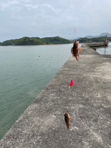 カサゴの釣果