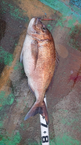 マダイの釣果