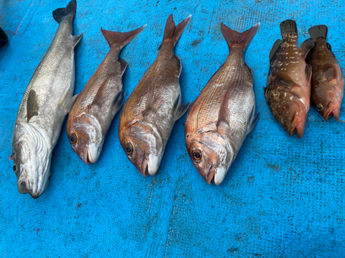 タイの釣果