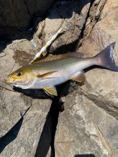 イサキの釣果