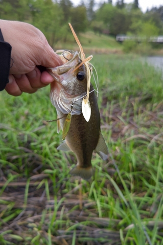 ラージマウスバスの釣果