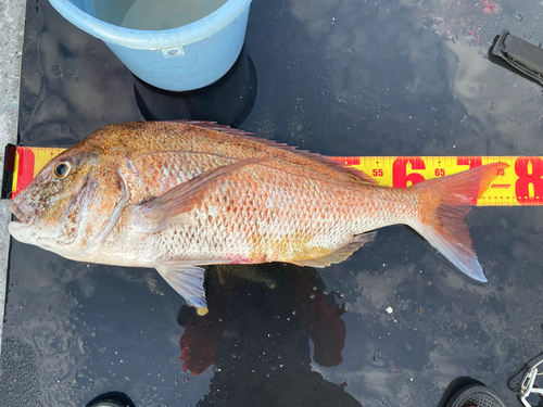 タイの釣果