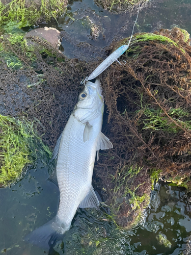 ヒラスズキの釣果