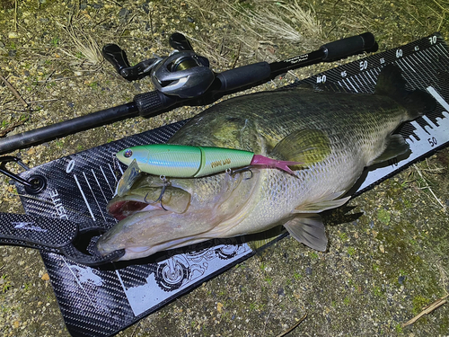 ブラックバスの釣果