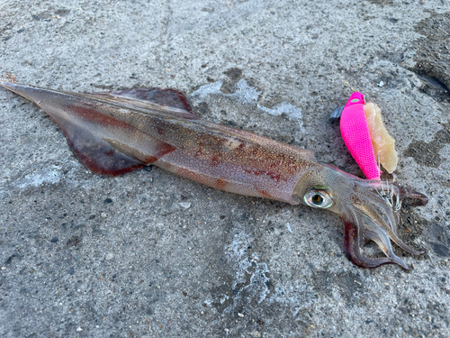 ヤリイカの釣果