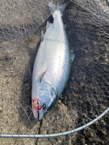 サクラマスの釣果