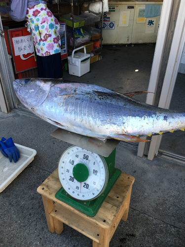 キハダマグロの釣果