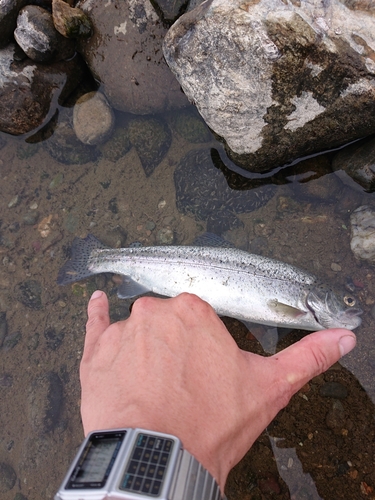 ニジマスの釣果