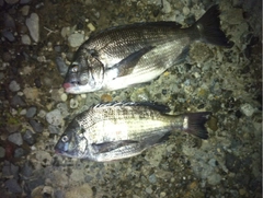 クロダイの釣果