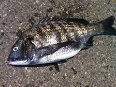 クロダイの釣果