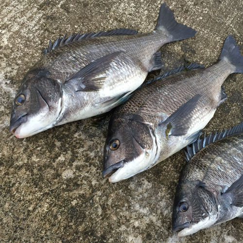 クロダイの釣果