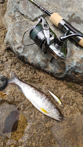 アマゴの釣果