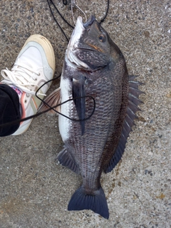 チヌの釣果