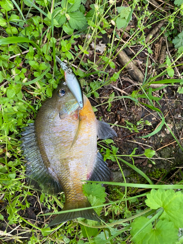 ナマズの釣果