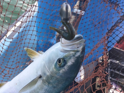 ヤズの釣果