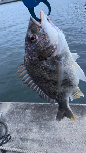 キビレの釣果