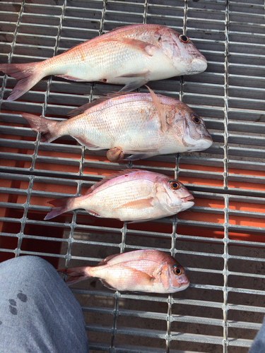 マダイの釣果