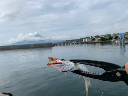 アカカマスの釣果